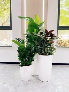 领略宁波杭州湾绿植出租设计，开启清新办公风！